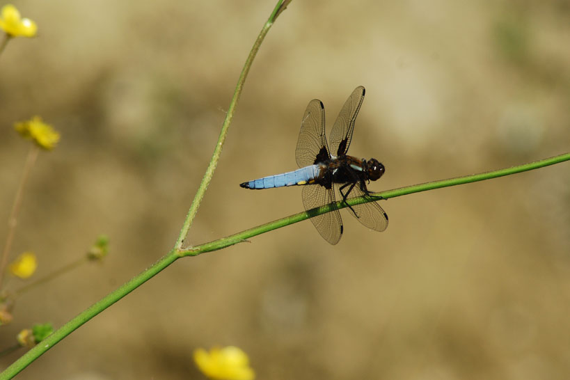 Libellula depressa